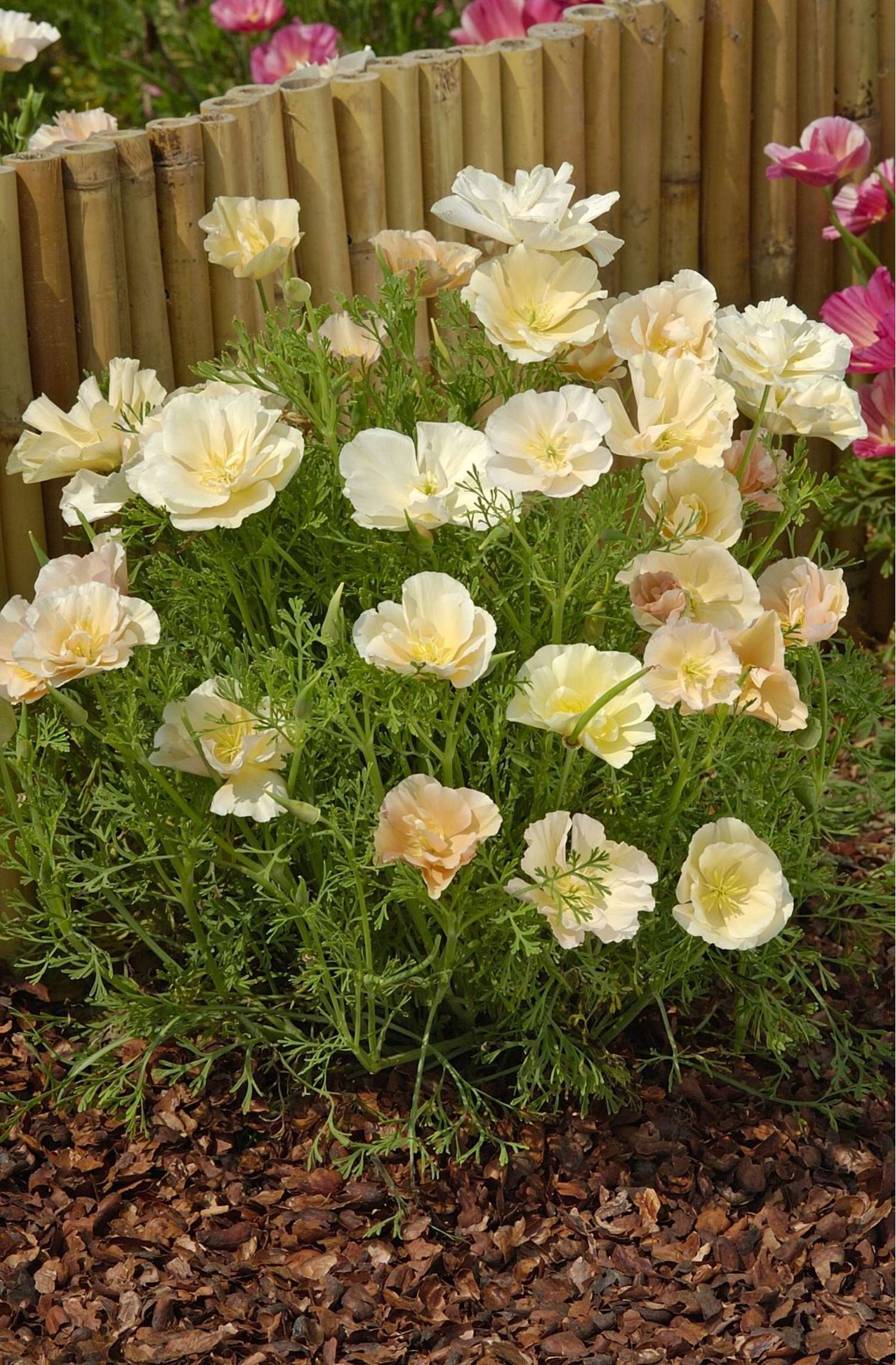 Pavot de Californie 'Pink Champagne' (graines)